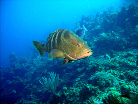 M�rou de nassau!territ.. Bahamas - 